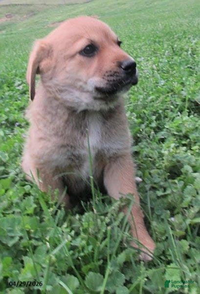 Mixed Breed dogs Ashley - Ad 1