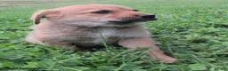 Mixed Breed dogs for sale: Ashley - Ad 3