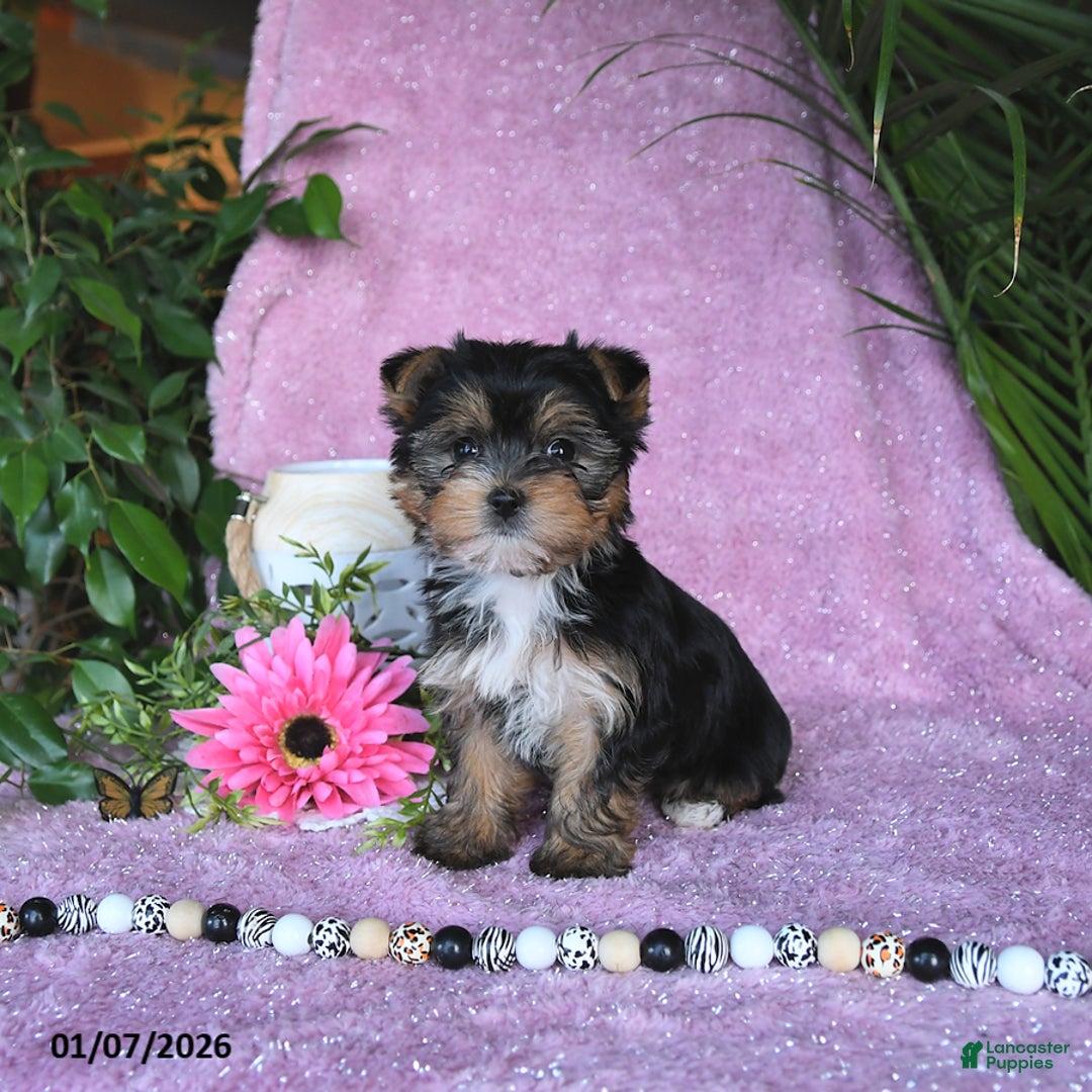 Yorkshire Terrier dogs for sale: Nicole - Ad 2