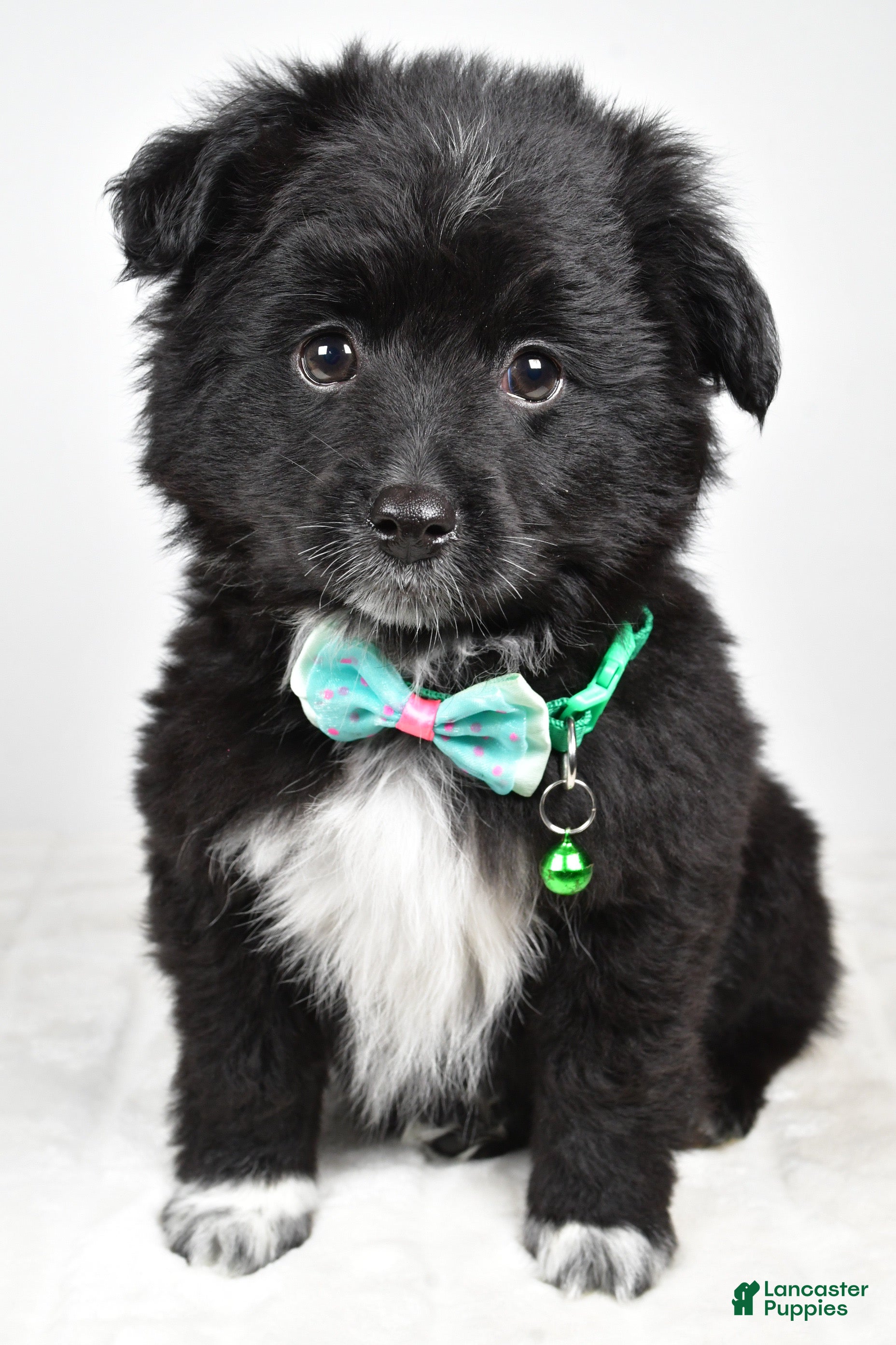 Mini Aussiedoodle dogs Wyatt  - Ad 5
