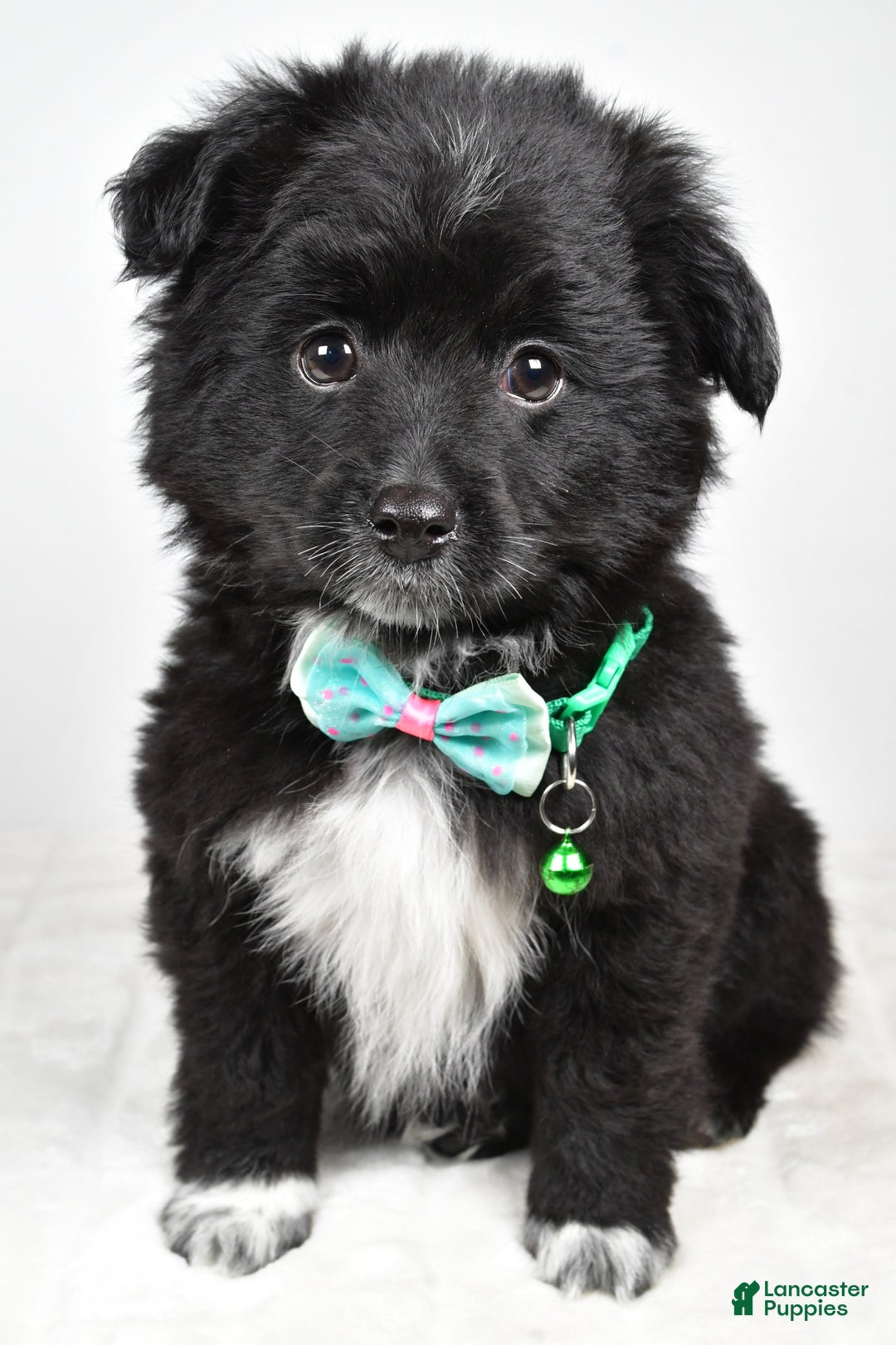 Mini Aussiedoodle dogs for sale: Wyatt  - Ad 1