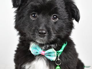 Mini Aussiedoodle dogs Wyatt - Ad 6