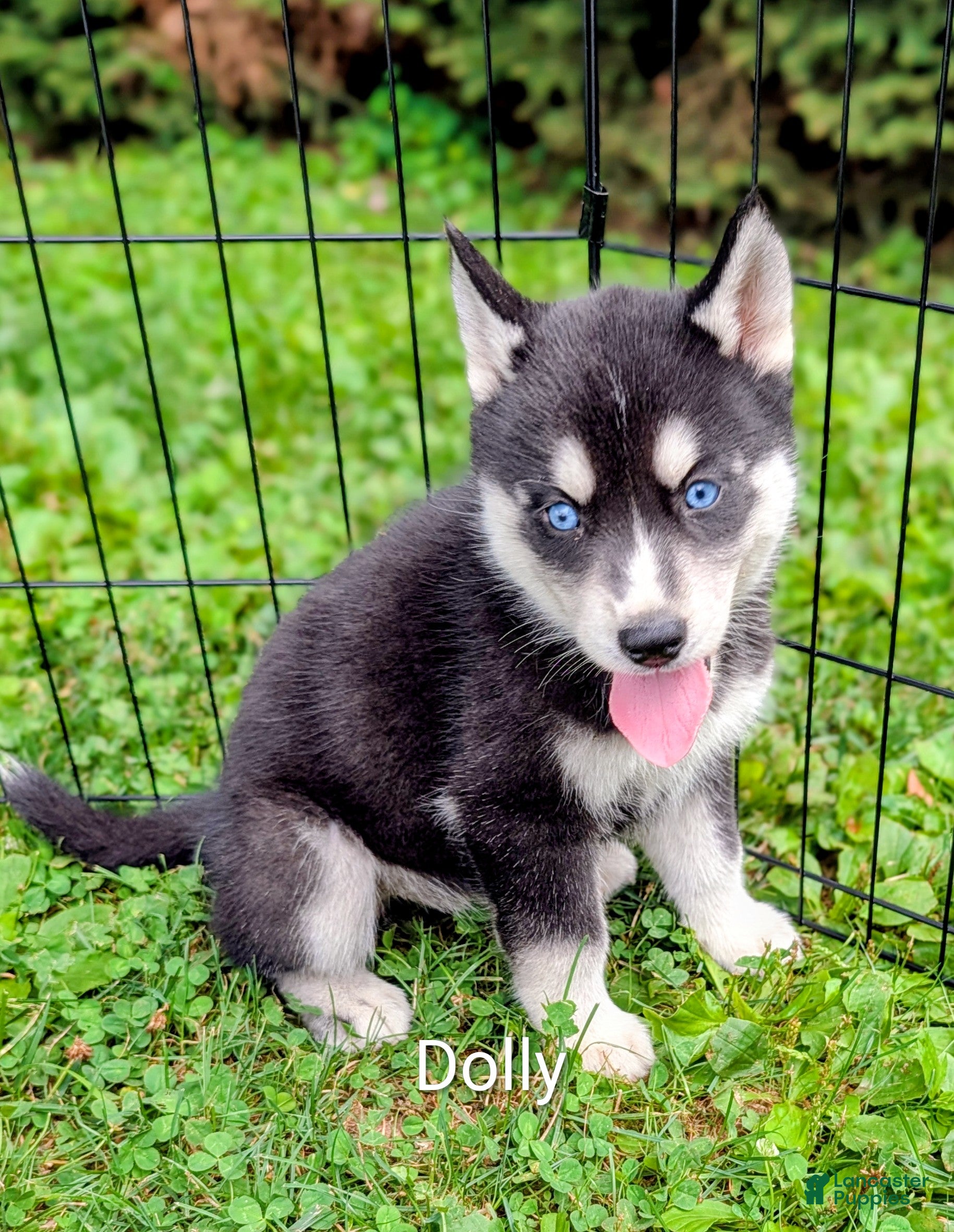 Siberian Husky dogs Bo Peep - Ad 1