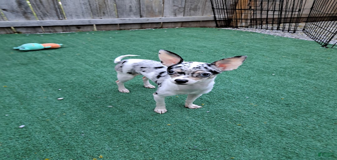 Gallery Image {{count}}