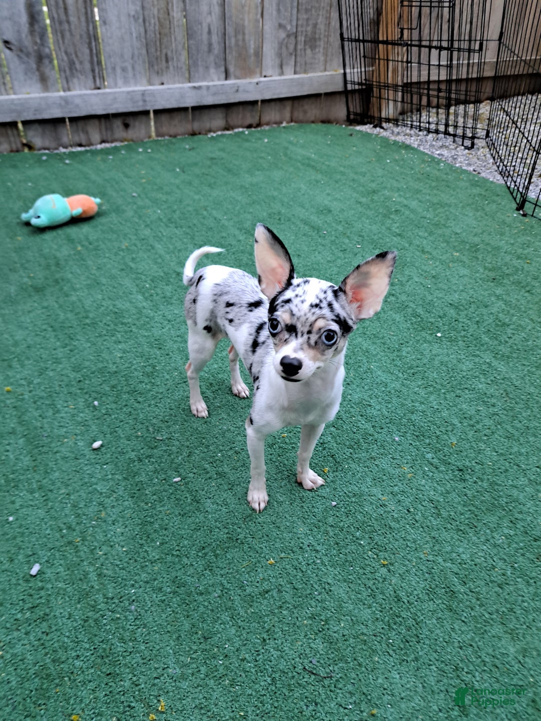 Gallery Image {{count}}