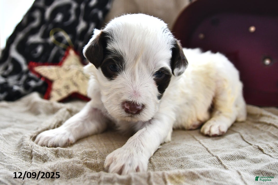 Portuguese Water Dog dogs for sale: Dumpling - Ad 2