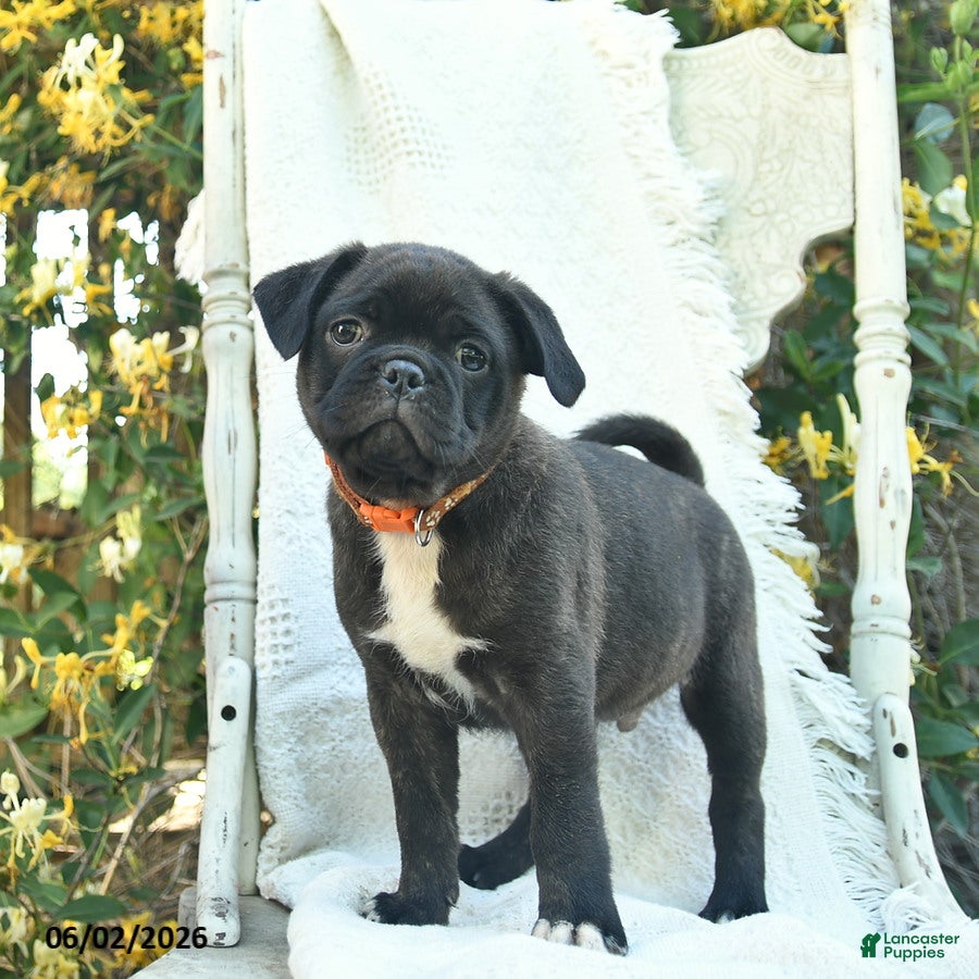 Mixed Breed dogs for sale: Sarge  - Ad 2