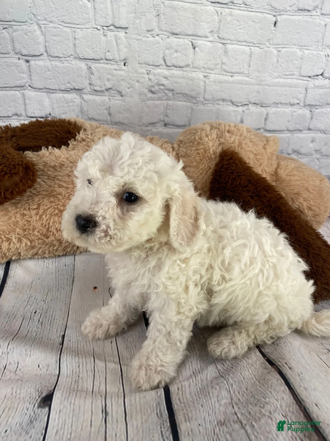 Bichon Frise dogs for sale: Ranger - Ad 7