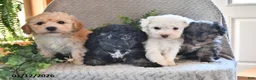 Bichpoo dogs for sale: Bella   - Ad 6