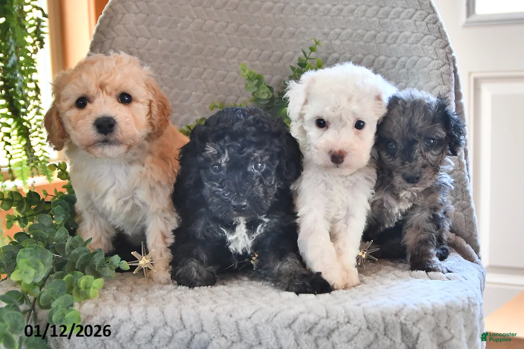 Bichpoo dogs for sale: Bella   - Ad 6