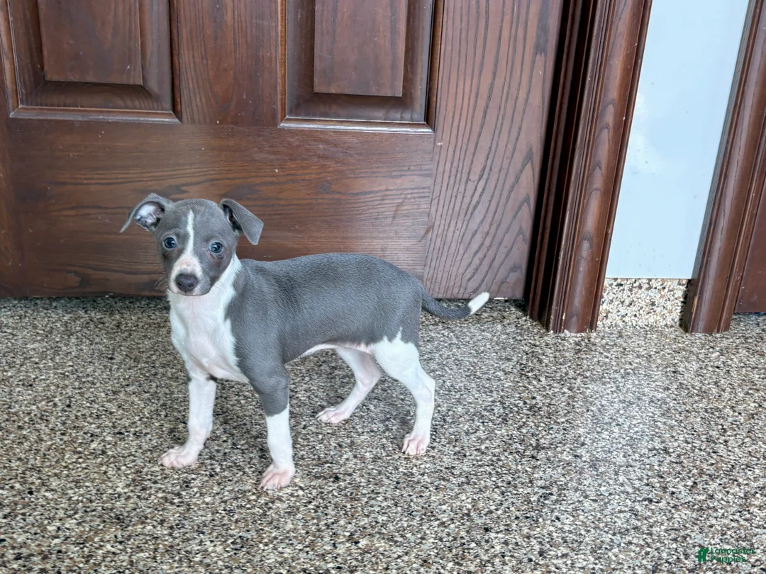 Italian Greyhound dogs for sale: KK - Ad 1