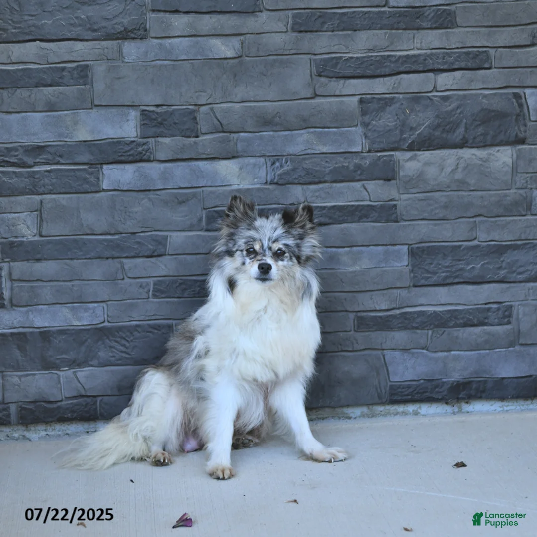 Pomeranian dogs for sale: Cody - Ad 6