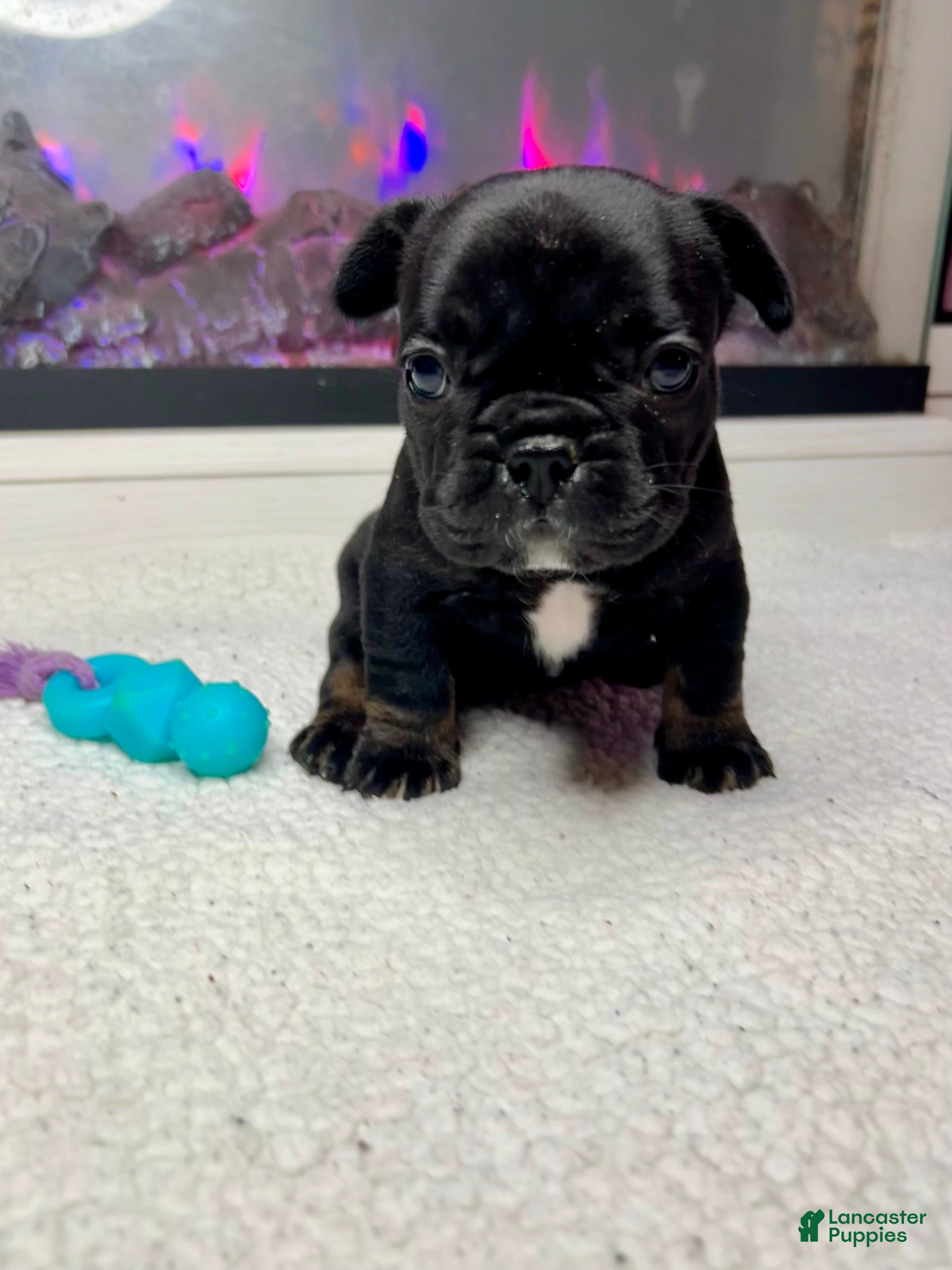 French Bulldog dogs Sesame - Ad 32