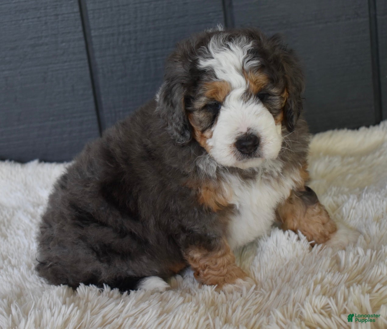Mini Bernedoodle dogs Jett F1b - Ad 1