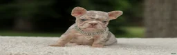 French Bulldog dogs for sale: Digger - Ad 12