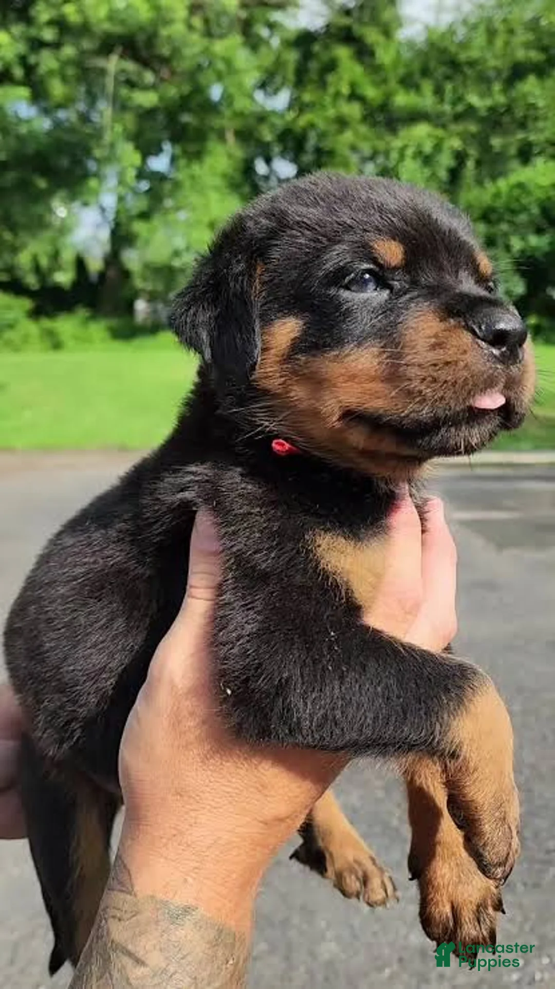 Rottweiler dogs for sale: Rottweiler Puppy 1 - Ad 1