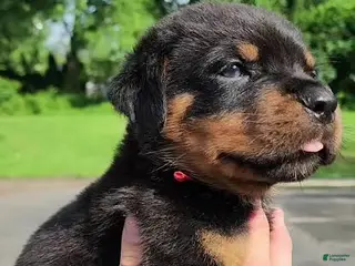 Rottweiler dogs Rottweiler Puppy 1 - Ad 1