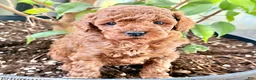 Toy Poodle dogs for sale: Rain - Ad 3