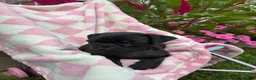 Pug dogs for sale: Millie - Ad 1