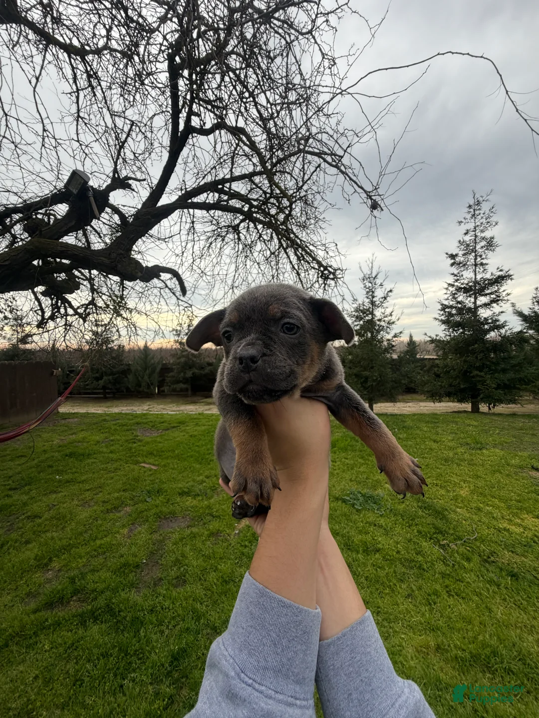 Mixed Breed dogs for sale: Mixed Breed Puppy 7 - Ad 2