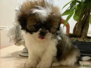 Shih Tzu dogs Simba - Ad 32