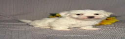 Maltese dogs for sale: Ace - Ad 3
