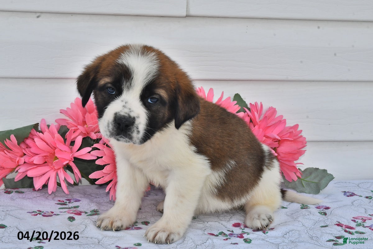 Saint Bernard dogs Brittany - Ad 2