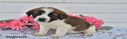 Saint Bernard dogs for sale: Brittany - Ad 2