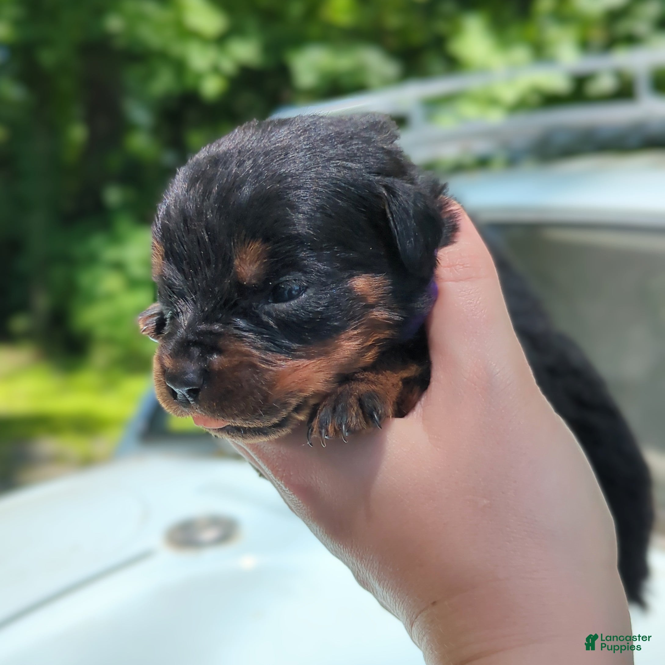 Rottweiler dogs for sale: Tunderbird - Ad 3