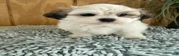 Teddy Bear dogs for sale: Fluffie - Ad 18