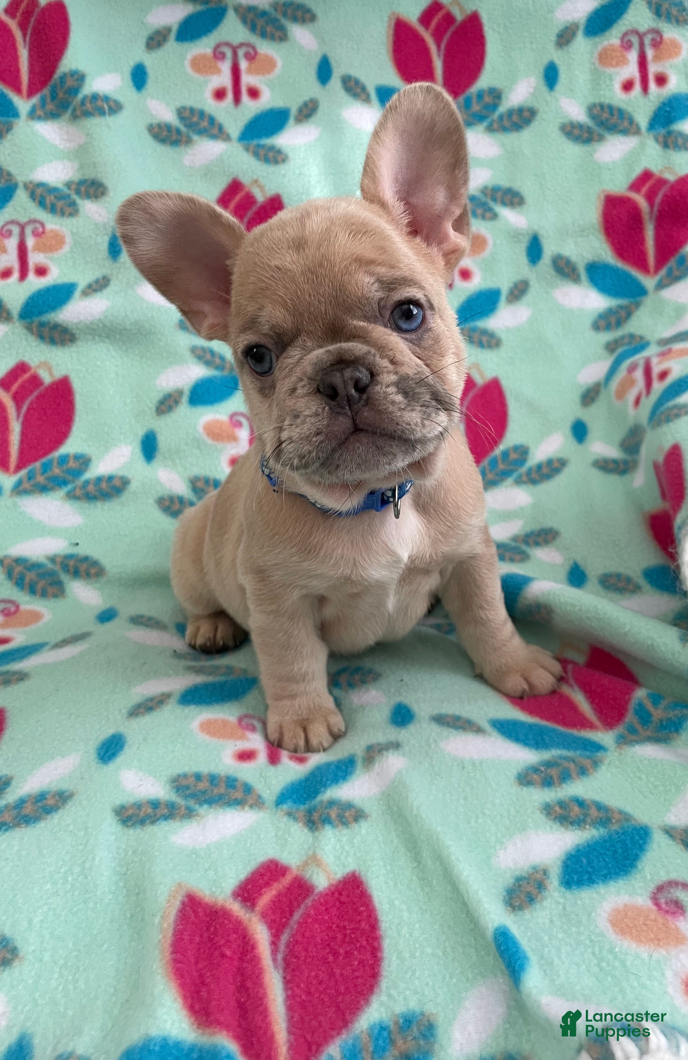 French Bulldog dogs  Puppy 1 - Ad 10