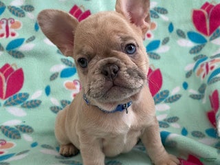 French Bulldog dogs Puppy 1 - Ad 34