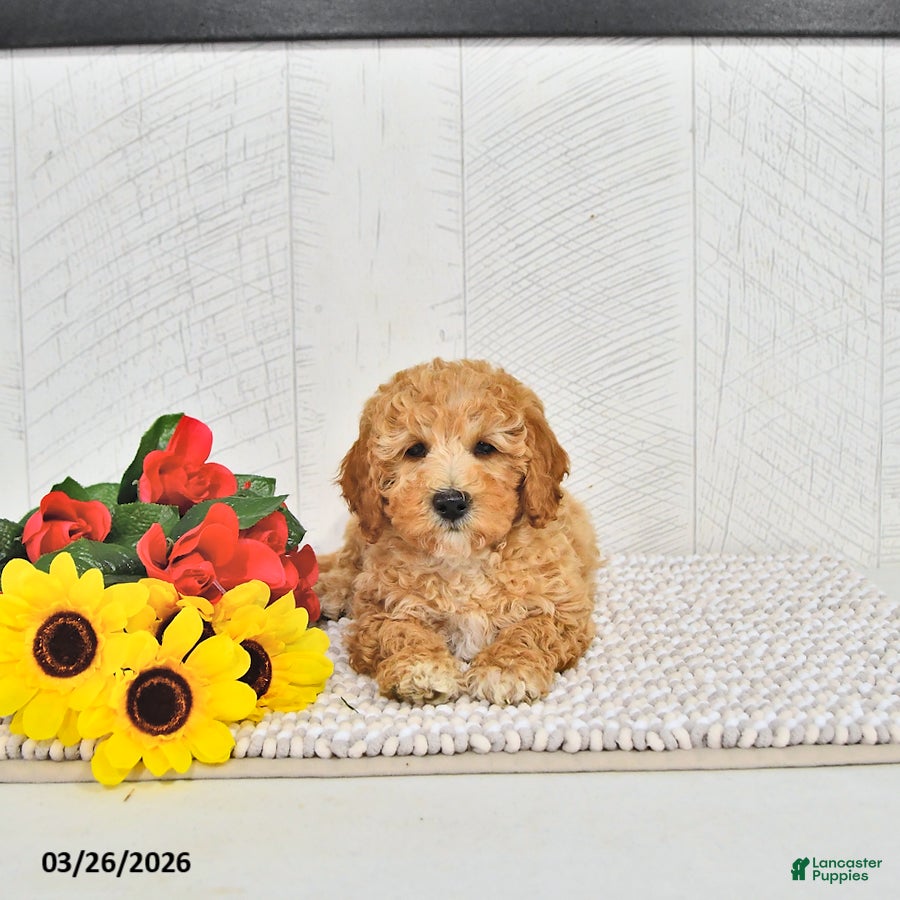 Mini Goldendoodle dogs Beau - Ad 2