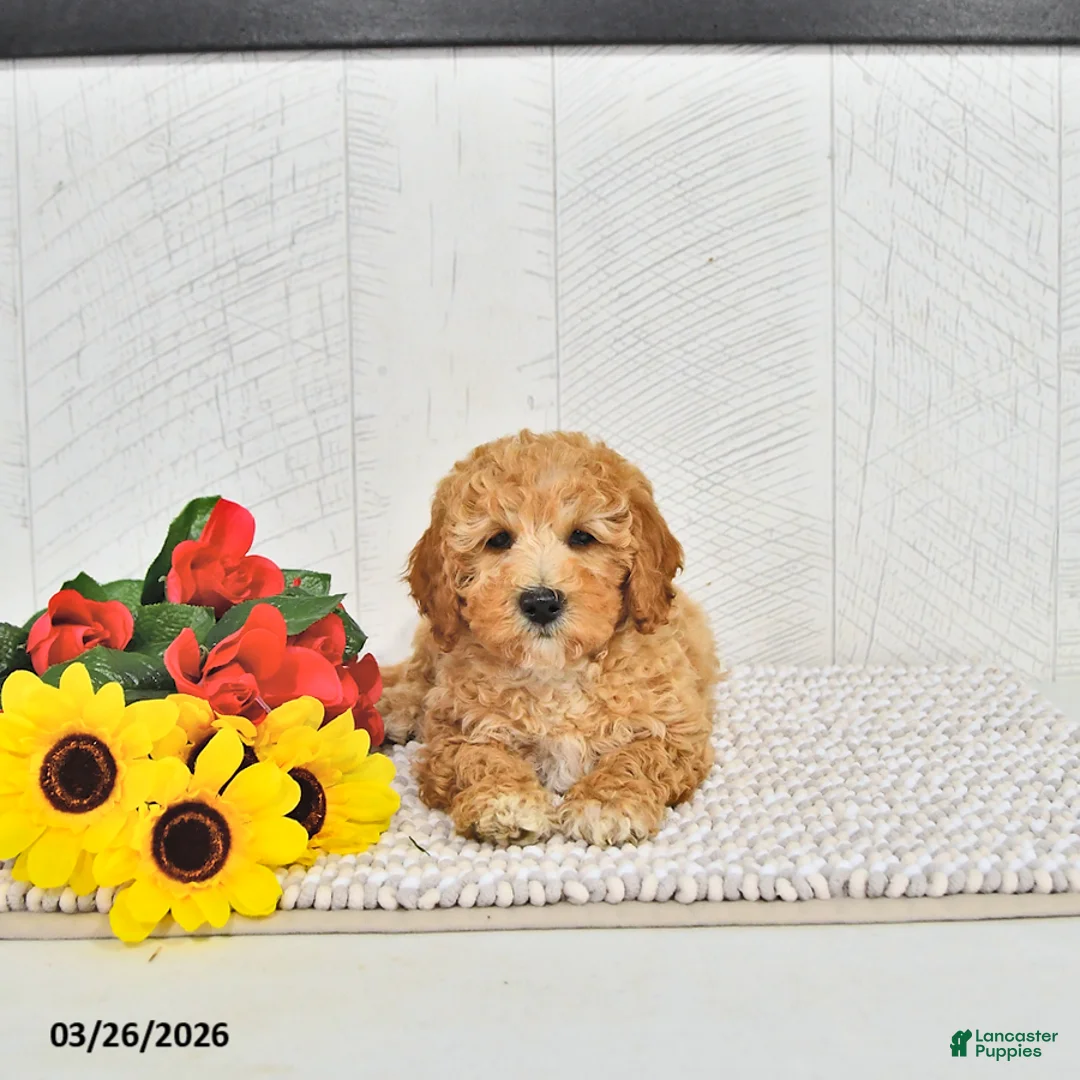 Mini Goldendoodle dogs for sale: Beau - Ad 2