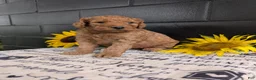 Goldendoodle dogs for sale: Lolly  - Ad 8