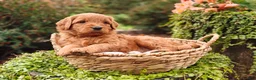 Goldendoodle dogs for sale: Chai - Ad 12