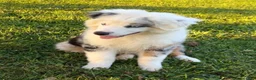Australian Shepherd dogs for sale: Blue - Ad 4