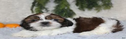 Shih Tzu dogs for sale: Shih Tzu 1 - Ad 3