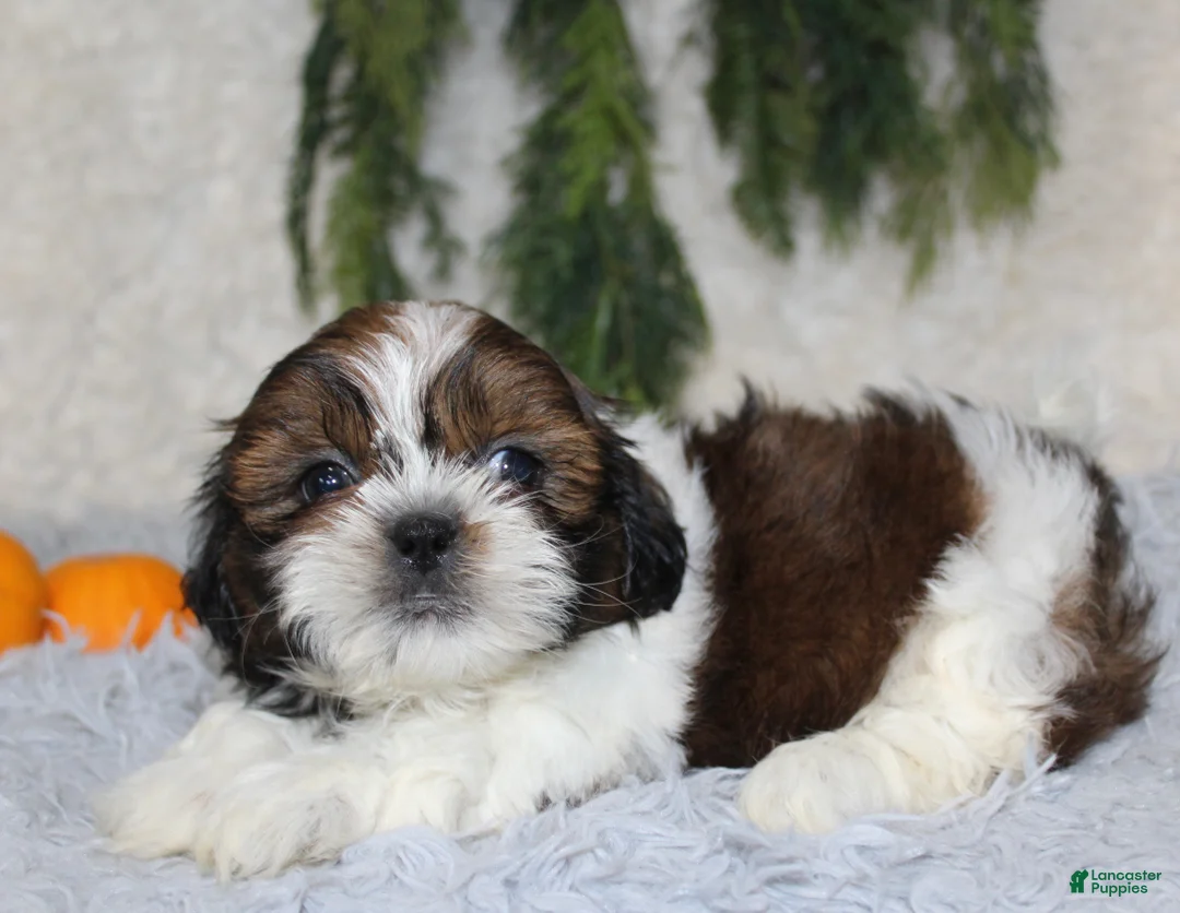 Shih Tzu dogs for sale: Shih Tzu 1 - Ad 3