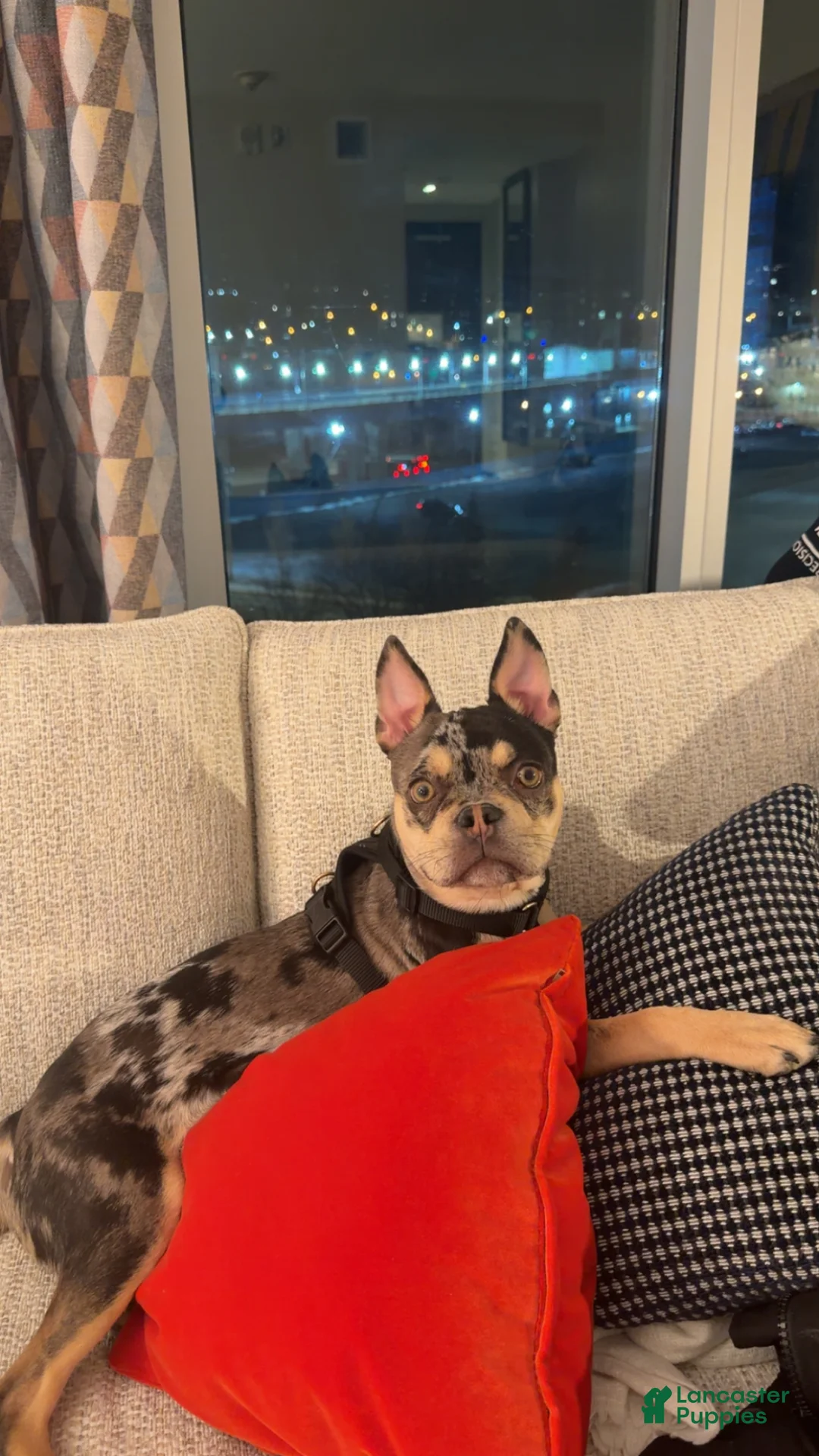 Frenchton dogs for stud: Charlee - Ad 6