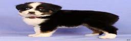 Miniature Australian Shepherd dogs for sale: Lydia - Ad 3
