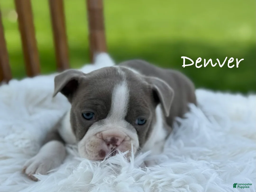 Boston Terrier dogs for sale: Denver special needs - Ad 1