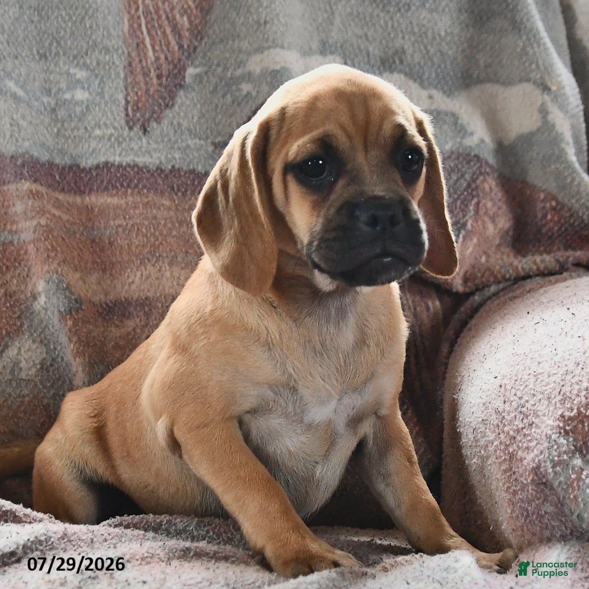 Puggle dogs Savannah - Ad 2