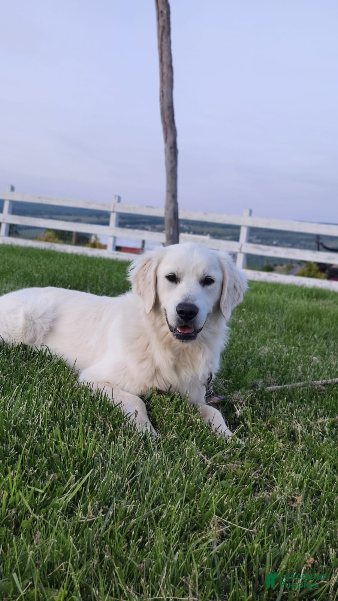 Golden Retriever dogs Mitchell  - Ad 1