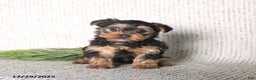 Yorkshire Terrier dogs for sale: Cooper - Ad 1