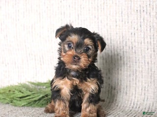 Yorkshire Terrier dogs for sale: Cooper - Ad 1