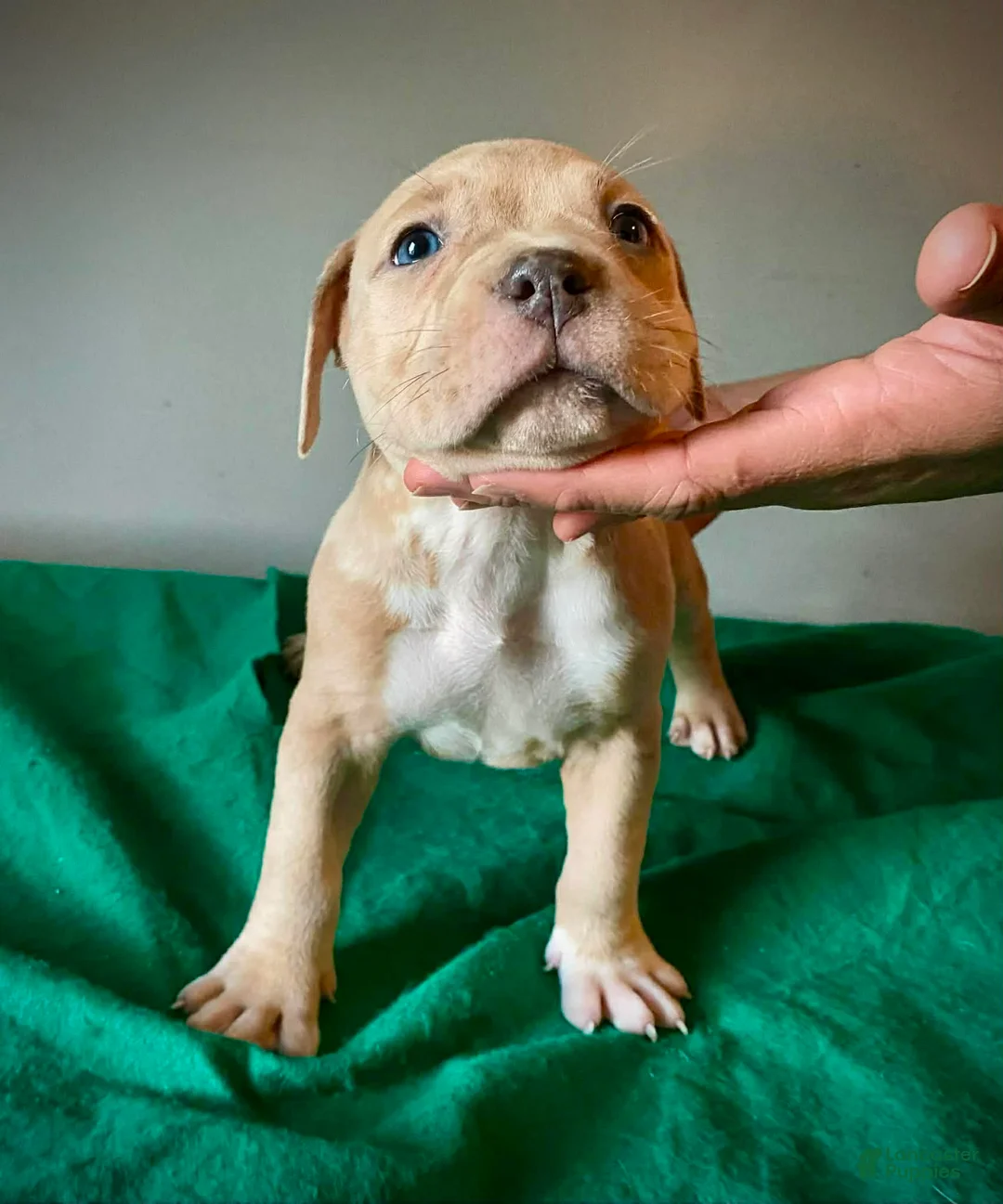 American Bully dogs for sale: American Bully Puppy 5 - Ad 2