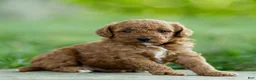 Labradoodle dogs for sale: Hugo Labradoodle  - Ad 1