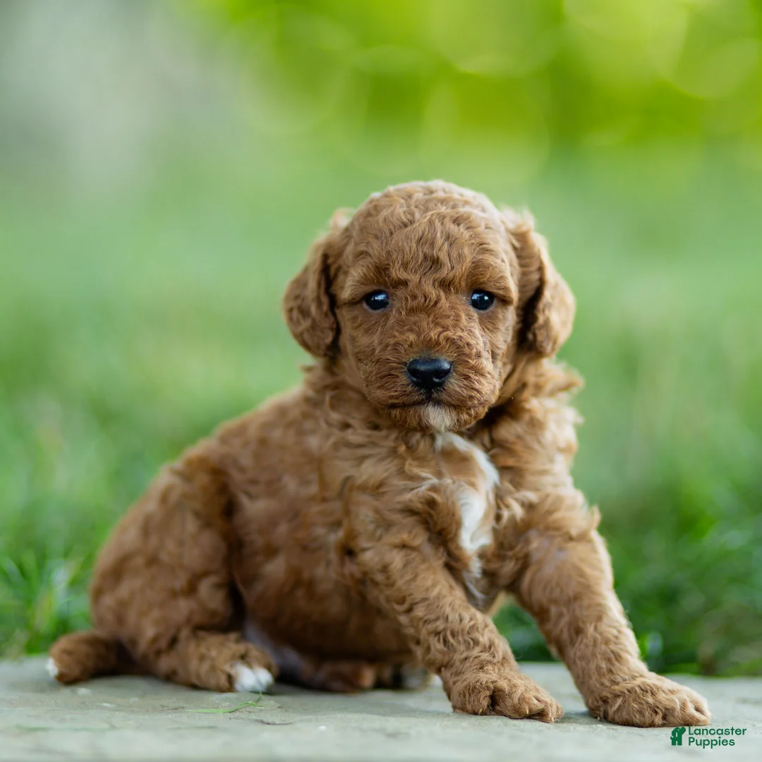 Labradoodle dogs for sale: Hugo Labradoodle  - Ad 1
