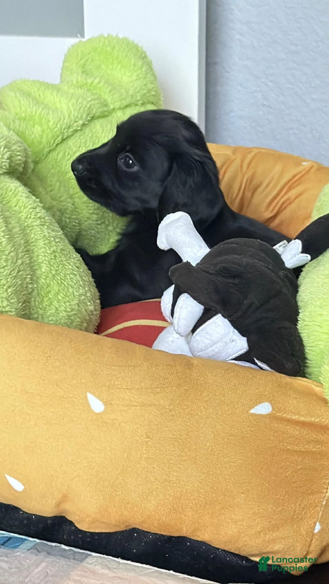 Dachshund dogs for sale: Baby - Ad 2